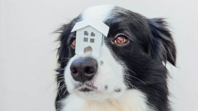 Renters’ Right to a Pet Will Come with a Cost
