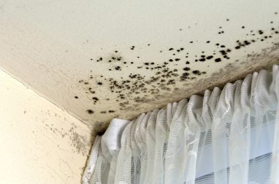 The Menace of Mould