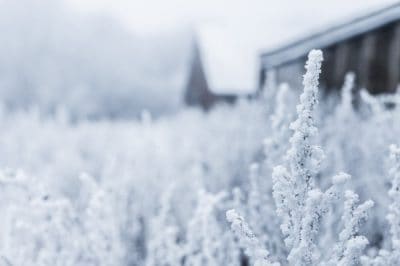 Frozen Landscape