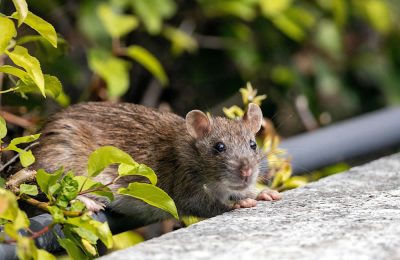 Pests in Properties